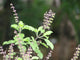 Tulsi Flower