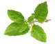 Tulsi Leaves